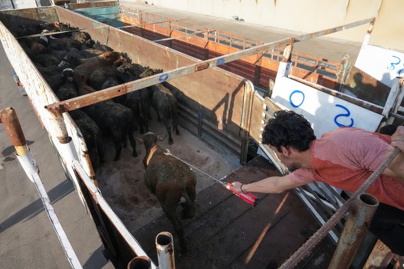 A drone view shows a Kuwaiti 'death ship' carrying thousands of cattle whose foul smell caused a stink in top tourist city Cape Town, at the Umm Qasr port, in Basra, Iraq March 6, 2024. REUTERS/Essam al-Sudani