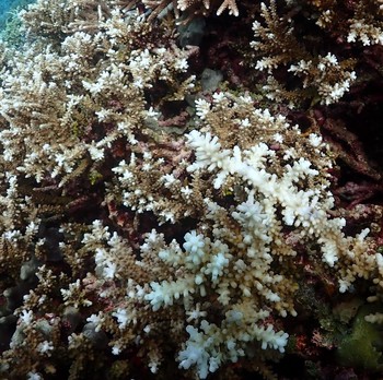 Penampakan Karang di Laut RI Tiba-Tiba Memutih, Ada Apa Nih?
