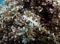 Penampakan Karang di Laut RI Tiba-Tiba Memutih, Ada Apa Nih?