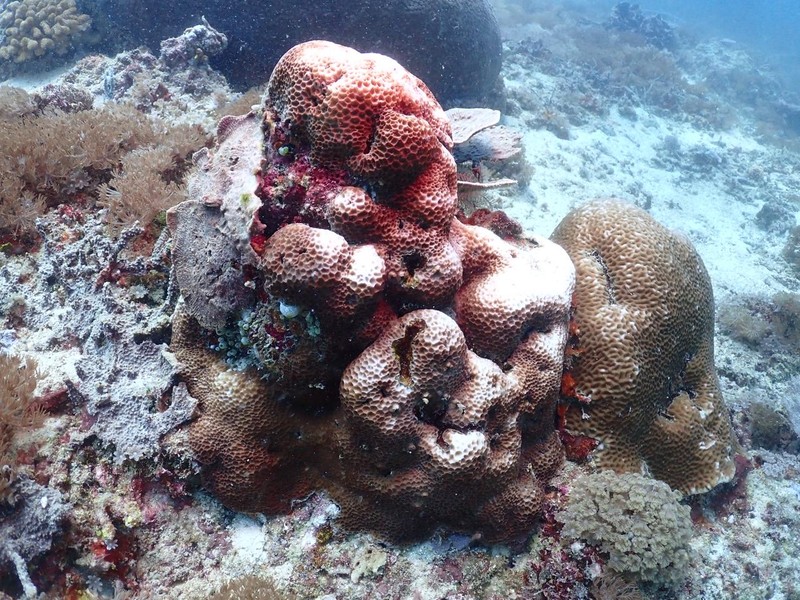 KKP Kaji Fenomena Pemutihan Karang Waspadai Naiknya Suhu Air Laut. KKP Kaji Fenomena Pemutihan Karang Waspadai Naiknya Suhu Air Laut. (Dok. KKP)