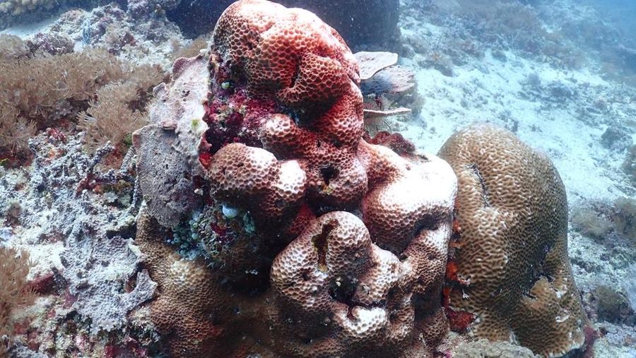 KKP Kaji Fenomena Pemutihan Karang Waspadai Naiknya Suhu Air Laut. (Dok. KKP)