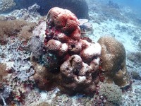 Misterius! Karang di Laut RI Tiba-Tiba Memutih, Ada Apa?