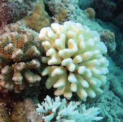 Temuan Tanda Kiamat Makin Dekat di Dasar Samudra Atlantik