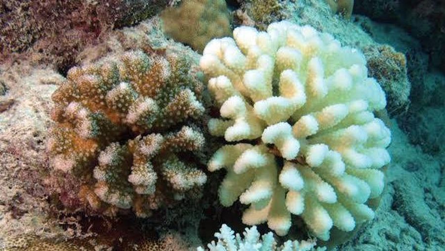 KKP Kaji Fenomena Pemutihan Karang Waspadai Naiknya Suhu Air Laut. (Dok. KKP)