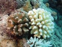 Temuan Tanda Kiamat Makin Dekat di Dasar Samudra Atlantik