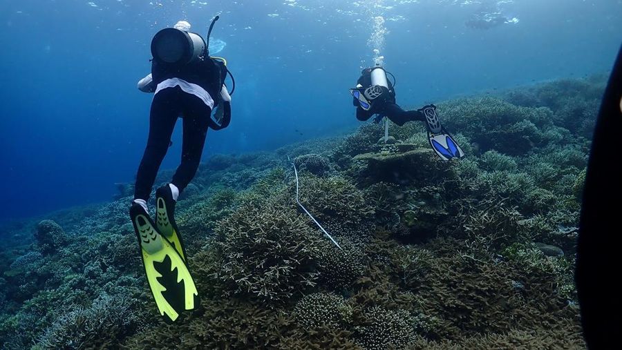 KKP Kaji Fenomena Pemutihan Karang Waspadai Naiknya Suhu Air Laut. (Dok. KKP)