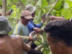 Drama Penangkapan Piton di Pohon Jati Gunungkidul