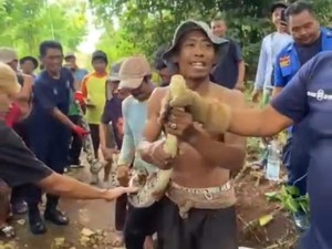 Cerita Sulitnya Evakuasi Piton di Saptosari hingga Harus Tebang Pohon