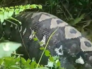 Detik-detik Warga Polman Belah Perut Piton 7 Meter gegara Mangsa Sapi