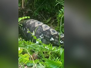 Viral Warga Ramai-ramai Belah Perut Piton 7 Meter Pemangsa Anak Sapi di Polman