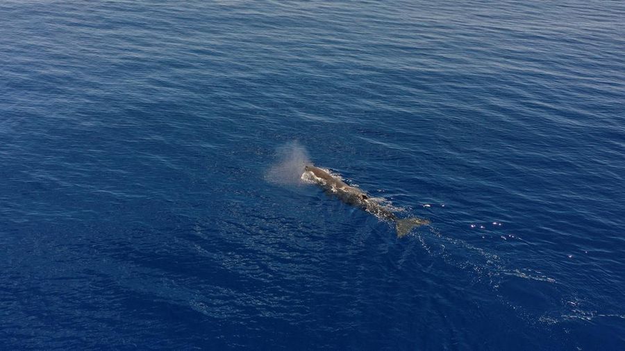 FILE PHOTO: A sperm whale is seen swimming on the Indian Ocean surface during the Greenpeace's Arctic Sunrise expedition at the Saya de Malha Bank within the Mascarene plateau, Mauritius March 14, 2021. Picture taken with a drone. REUTERS/Christophe Van Der Perre/File Photo