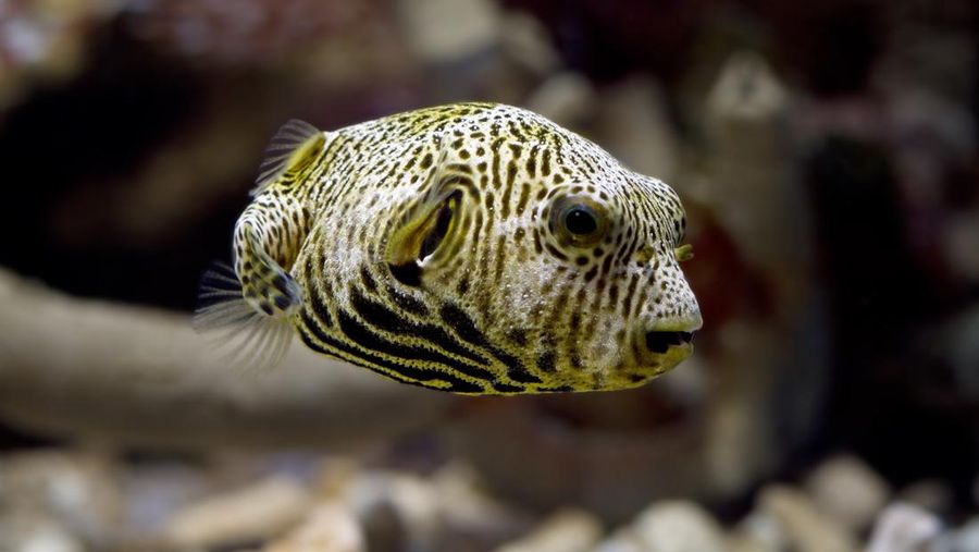 Ilustrasi Ikan Buntal. (Dok. Freepik)