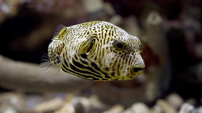 Daftar 10 Ikan Paling Beracun di Dunia, Wajib Tahu!