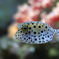 Fakta-Fakta Ikan Buntal, Diduga Sebabkan Kematian di Maluku