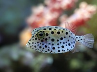 Fakta-Fakta Ikan Buntal, Diduga Sebabkan Kematian di Maluku