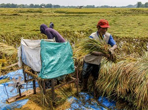 Anggaran Ketahanan Pangan Melonjak 30% Tembus Rp 159 Triliun