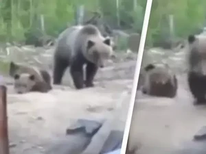 Detik-detik Sebelum 3 Pria Tewas Diserang Beruang di Rusia Terekam Kamera