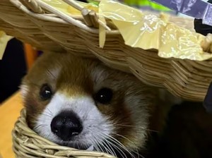 Ngawur! Turis India Selundupkan Kebun Binatang di Koper