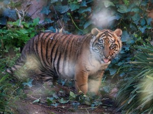 Pekerja di Siak Tewas Diterkam Harimau, BBKSDA Riau: Habitat Menyempit