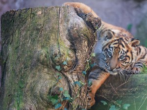 Harimau Sumatera yang Ditangkap di Sumbar Akhirnya Dilepas di Riau