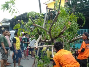 Pohon Tumbang Timpa Honda Jazz Saat Hujan Angin Kencang Landa Pamekasan