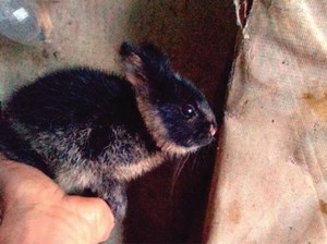 Mengenal Kelinci Sumatera, Hewan Lucu Berekor Merah yang Dilindungi