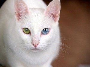 Ternyata Ini Alasan Kucing Menggoyangkan Pantat Sebelum Menerkam