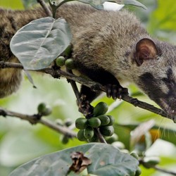 Turis di Bali Diminta Jangan Minum Kopi Luwak, Ada Apa?