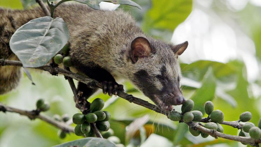 Kopi Luwak. (AP Photo/Bullit Marquez)