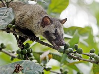 Turis di Bali Diminta Jangan Minum Kopi Luwak, Ada Apa?
