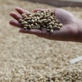 Siap-Siap Ngopi Makin Mahal, Dunia Dihantam Krisis Kopi Arabika