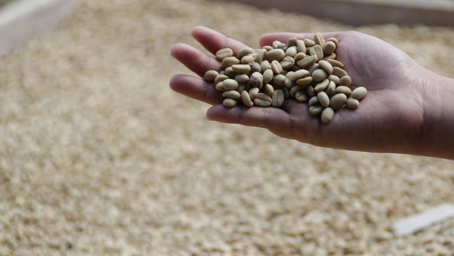 Kopi luwak. (Dok. Pixabay) Kopi luwak. (Dok. Pixabay)