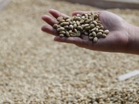 Siap-Siap Ngopi Makin Mahal, Dunia Dihantam Krisis Kopi Arabika