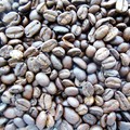 Brasil Hadapi Kiamat Baru, Penikmat Kopi RI Bisa Jadi Korban
