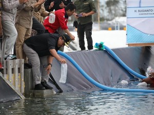 Wagub Kalteng Tebar Benur Udang Vaname Perdana di Shrimp Estate BERKAH