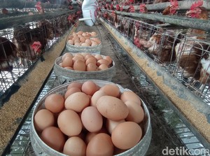 Semringah Peternak Ayam dan Jalan Ninja Sahur Kesiangan