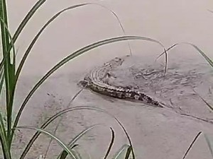 Momen Buaya 2 Meter Muncul di Permukaan Sungai, Tak Jauh dari Kandang Kambing