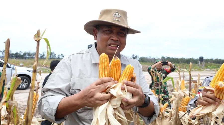 Asisten Khusus Menhan Bidang Ketahanan Pangan, Letjen TNI (Purn) Ida Bagus Purwalaksana, mewakili Menteri Pertahanan Prabowo Subianto, menghadiri panen raya jagung di lahan food estate Desa Tewai Baru, Kecamatan Sepang, Kabupaten Gunung Mas, Kalimantan Tengah, Senin (11/3/2024), hasil kerja sama Kementerian Pertahanan dengan Kementerian Pertanian. (Instagram @kemhanri)