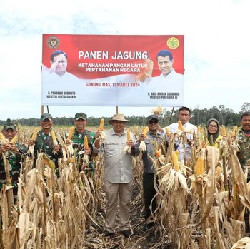 Diam-diam, Anak Buah Prabowo Panen Jagung di Food Estate Kalimantan
