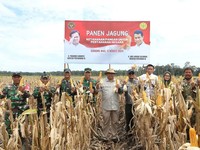 Diam-diam, Anak Buah Prabowo Panen Jagung di Food Estate Kalimantan