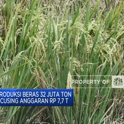 Kejar Target Produksi Beras 32 Juta Ton, Kementan Refocusing Anggaran