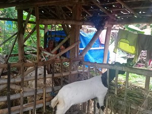 Pilu Sekeluarga Ponorogo Tidur di Kandang Kambing Usai Rumahnya Ambruk