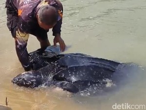 Penyu Raksasa Terdampar di Pesisir Pantai Bangka Barat, Sirip Kiri Putus