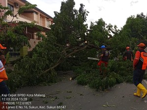 Cuaca Ekstrem 2 Hari Landa Kota Malang, 11 Pohon Tumbang