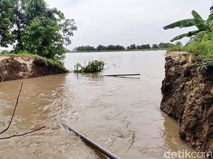 Ratusan Hektare Sawah Terendam gegara Tanggul Penahan Bengawan Solo Jebol
