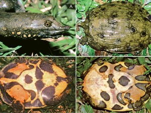 Terancam Punah, Kura-kura Cangkang Lunak Dilepas ke Kawasan Lindung Vietnam