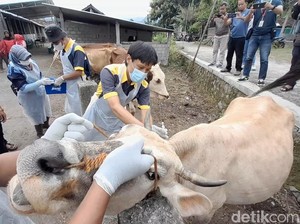 Sekeluarga di Klaten Diperiksa Darahnya Usai Makan Sop Sapi dari Lokasi Antraks
