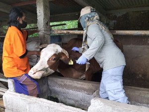 2 Kambing Mati Mendadak di Gedangsari Gunungkidul Positif Antraks
