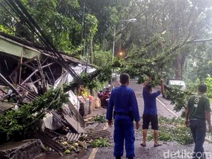 Pohon Mahoni Timpa Kios Buah-buahan di Palabuhanratu Sukabumi