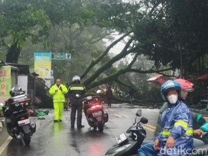 Pohon Tumbang Tutup Akses Lalin Jalan Gadog-Ciawi Bogor